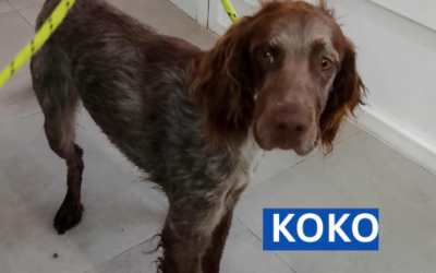 Koko
