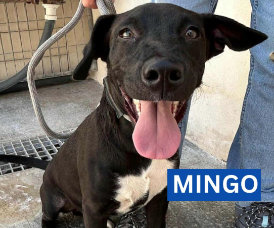 Mingo
