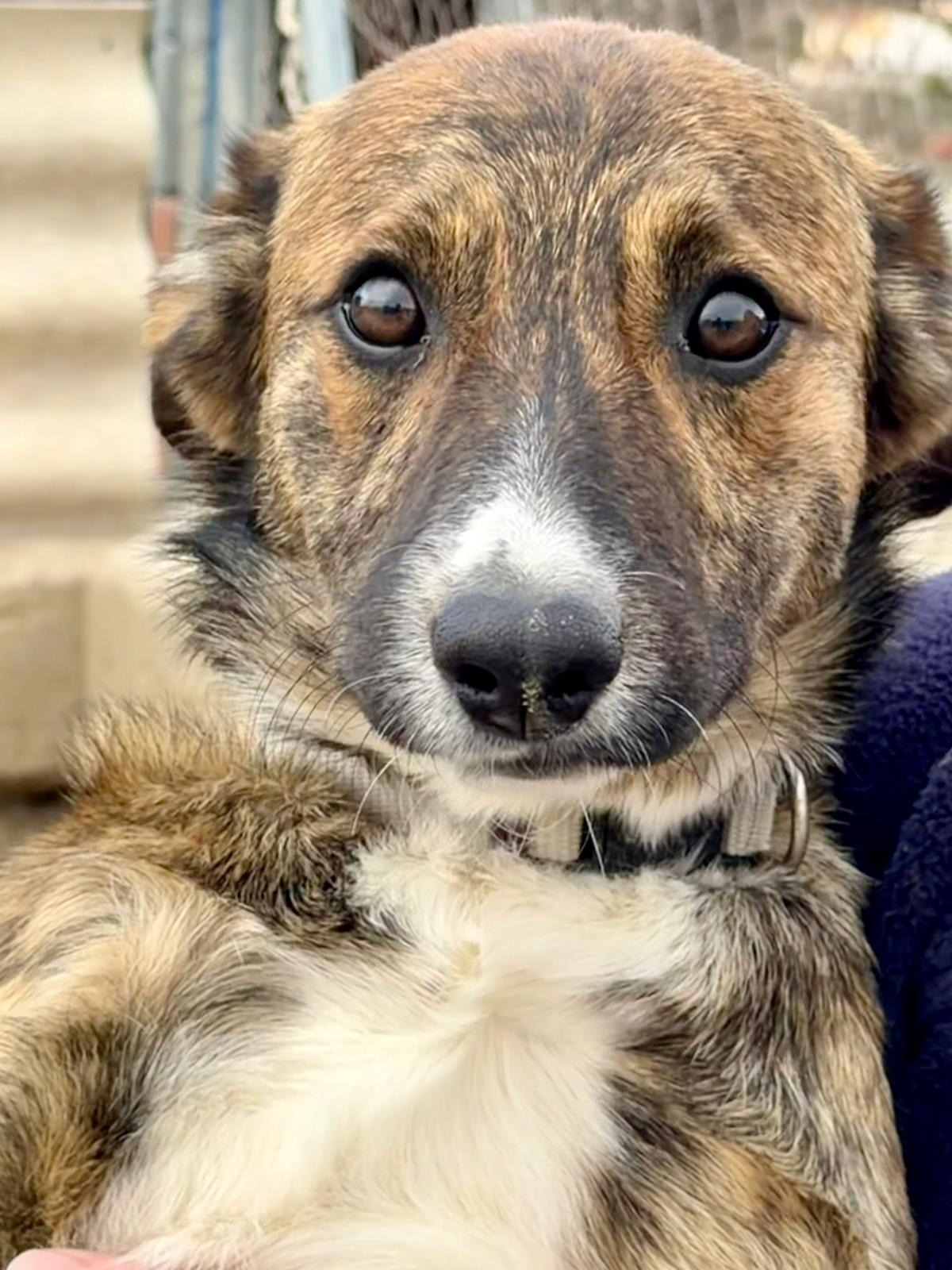 Sonny, a 7 months old male Unknown available for adoption from Dog Watch UK in Location not specified