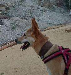 Ringo-Mixed-Breed