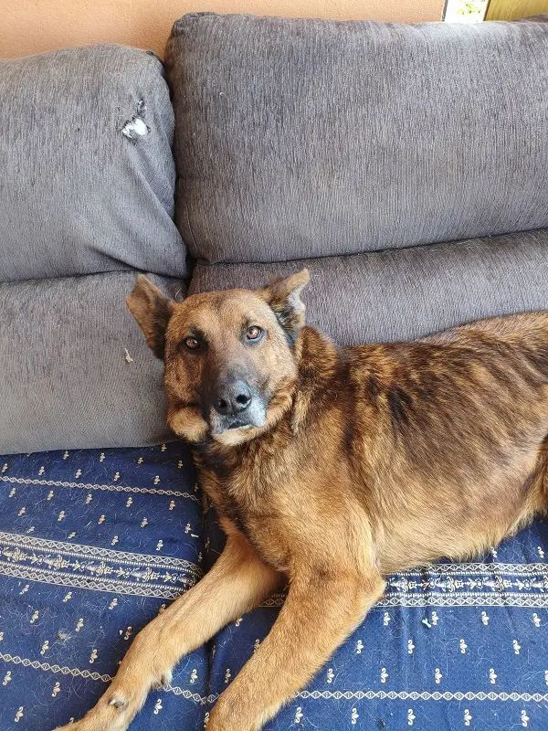 Dexter-GSD-Mix