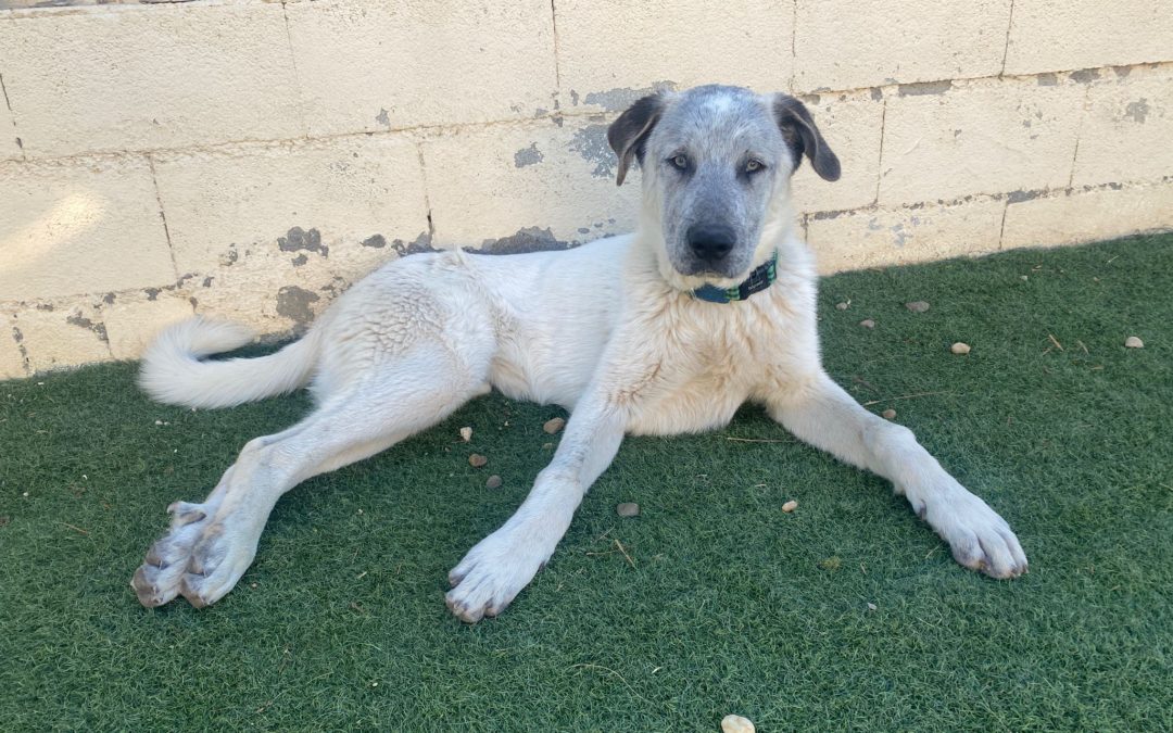 Gray-Mastin-Mix
