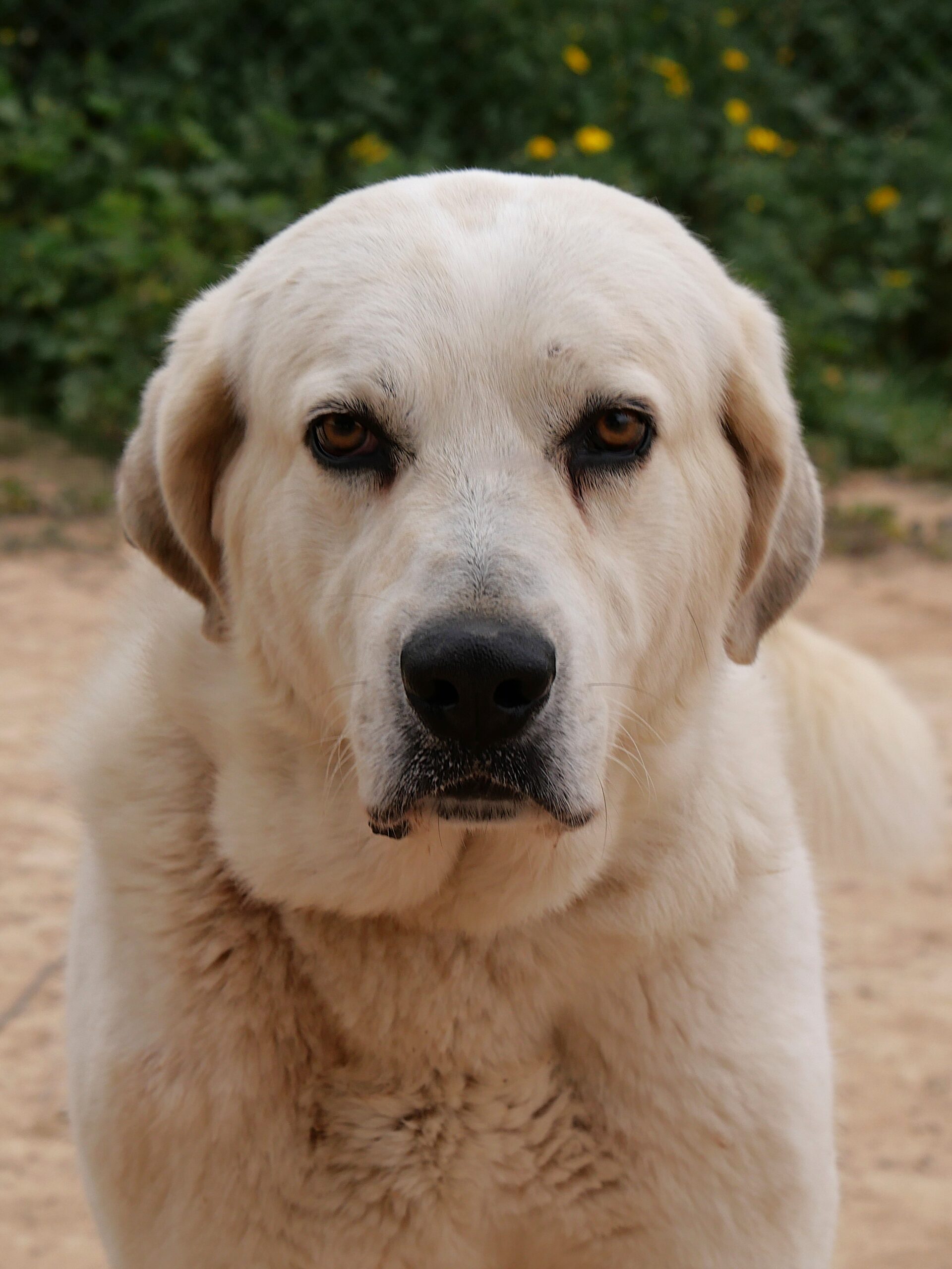 Sam-Spanish Mastin