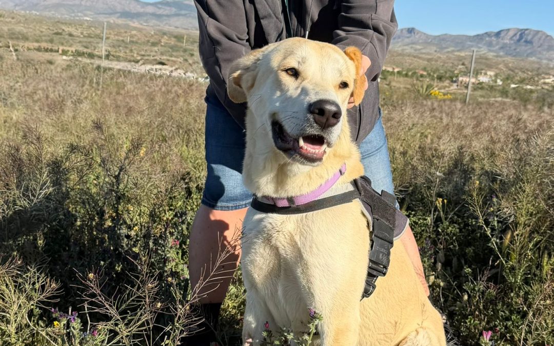 Hera – Labrador Mix