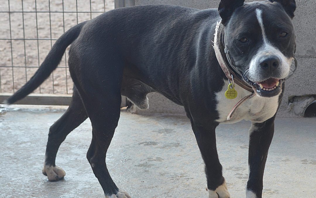 George – Mixed Breed