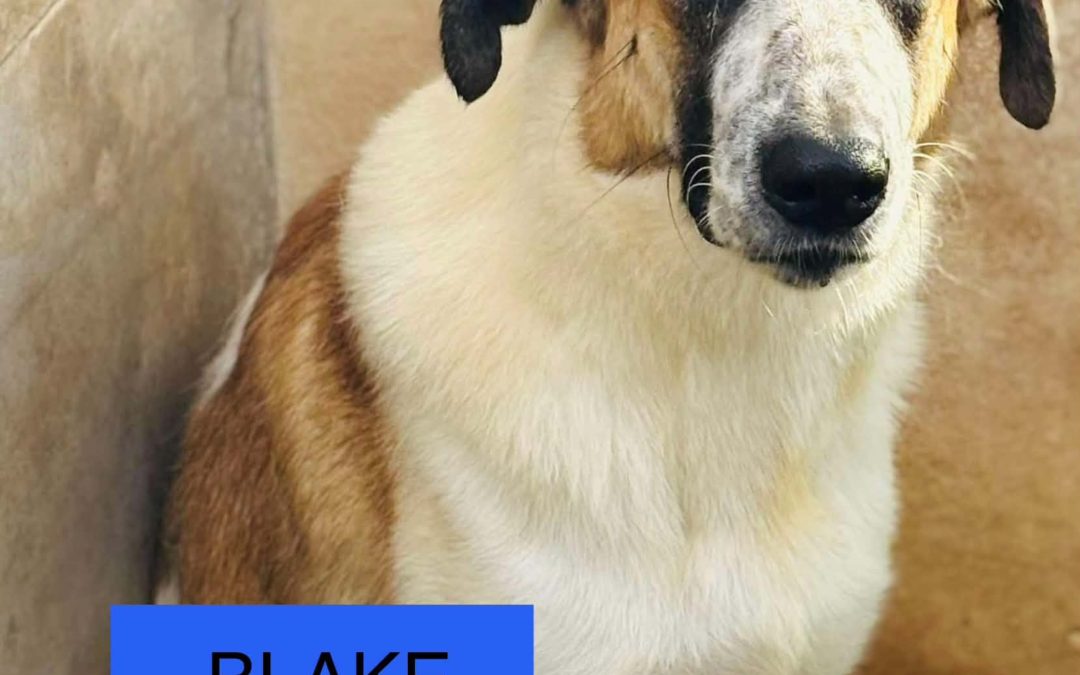 Blake – Mastin Mix