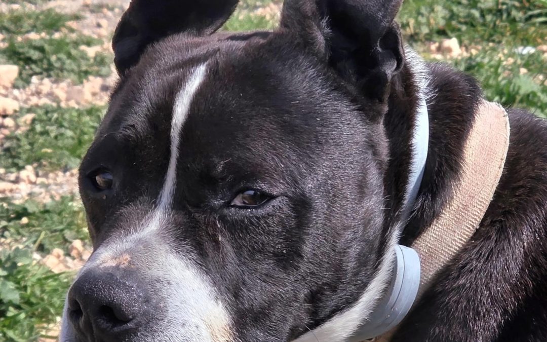 George – SBT