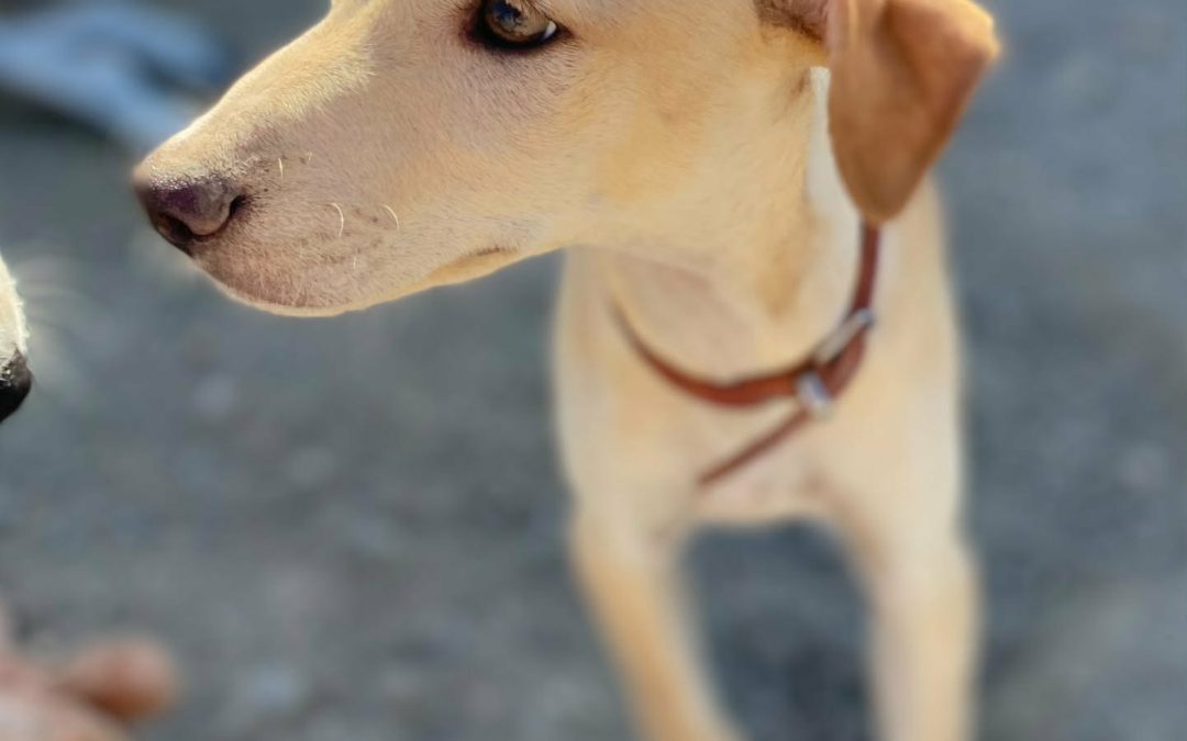 Jasper – Podenco Mix Puppy