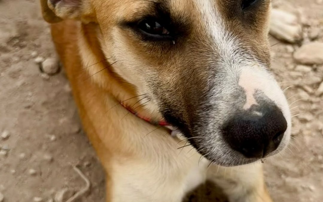 Levi – Podenco Mix Puppy