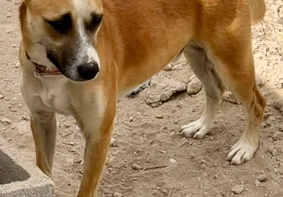 Levi – Podenco Mix Puppy