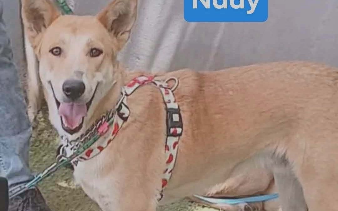 Nady – MIx Breed