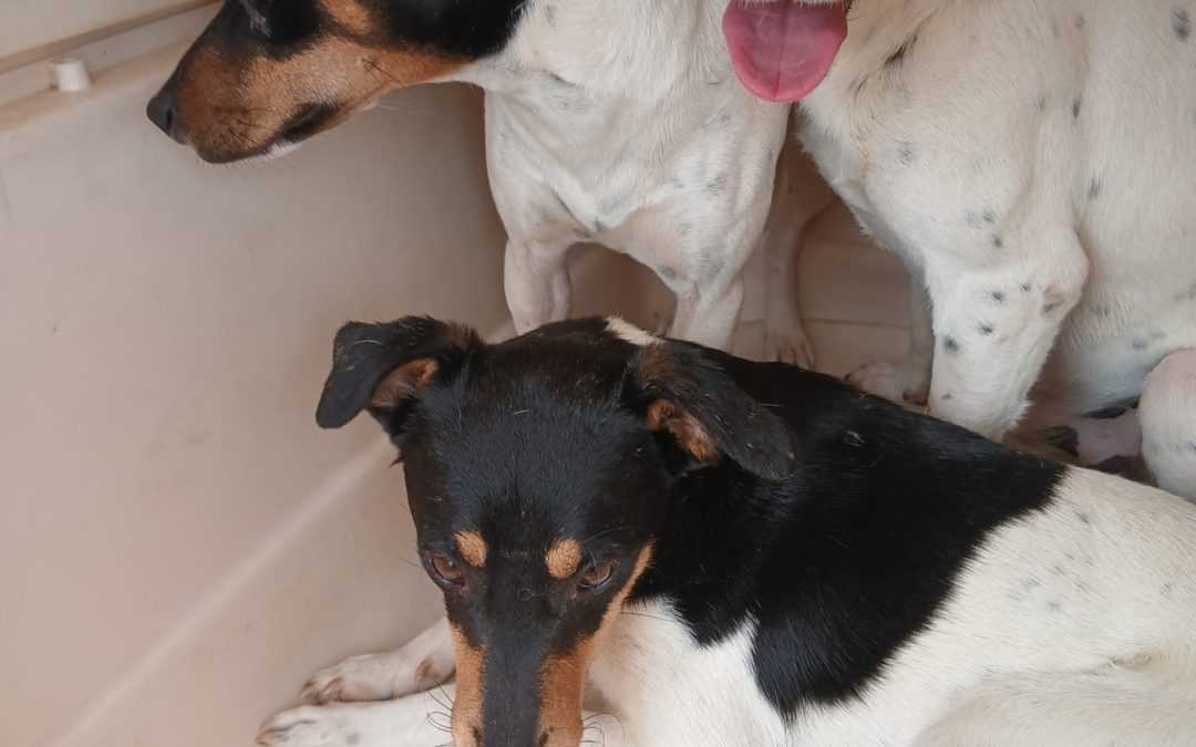 JRT pups