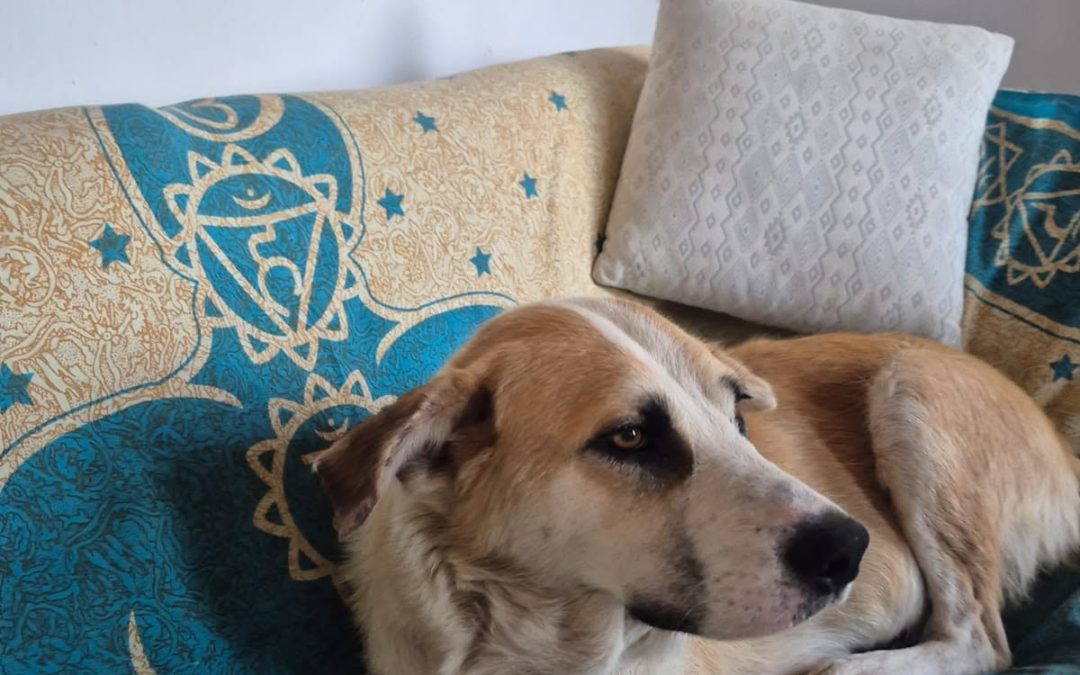 Honey-Labrador Mastin Mix