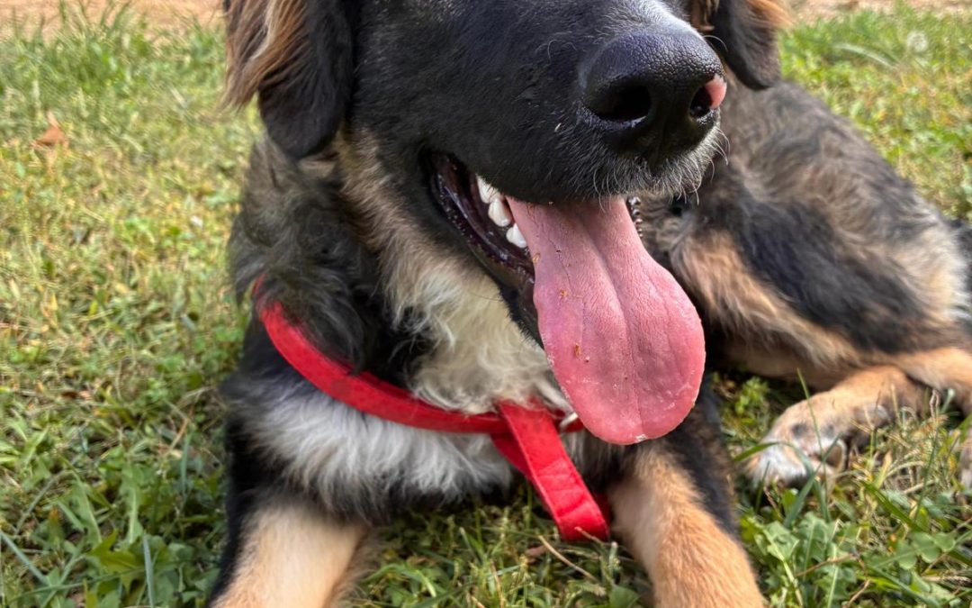 Luna-Mixed Breed