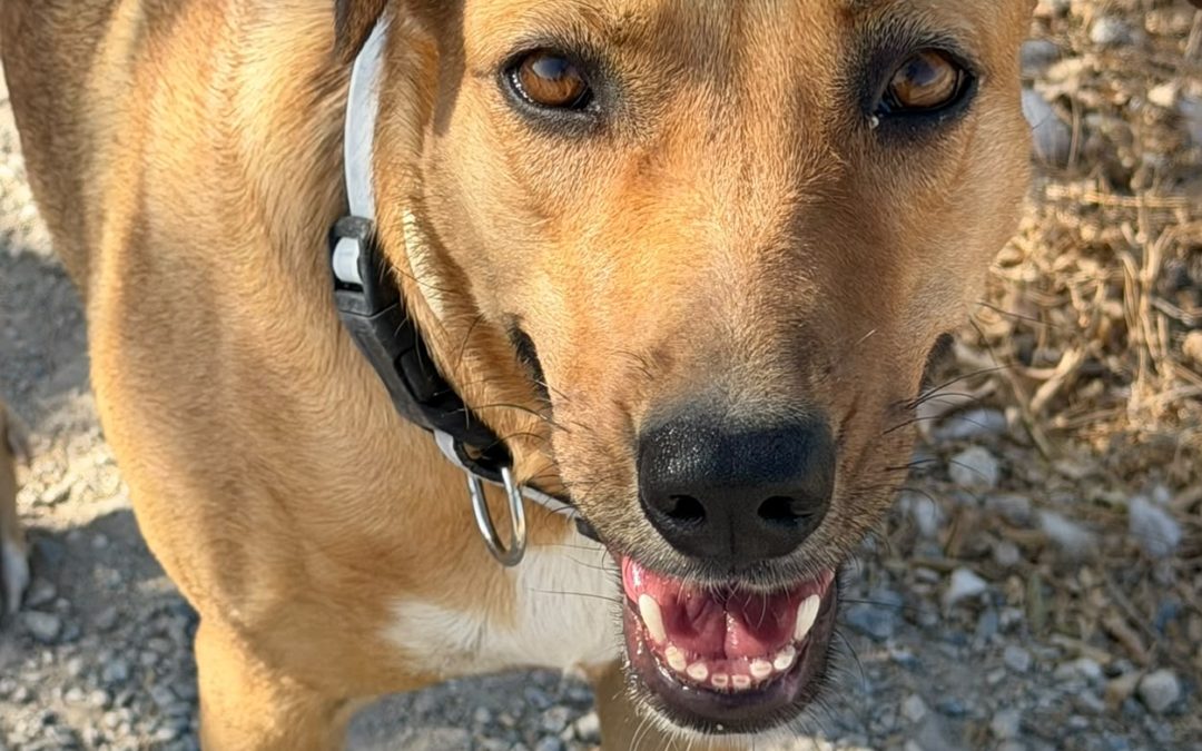 Sydney-Mixed Breed