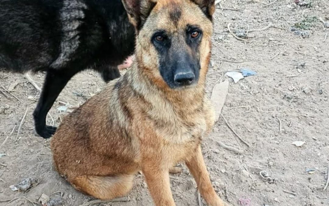 Jackie-Malinois